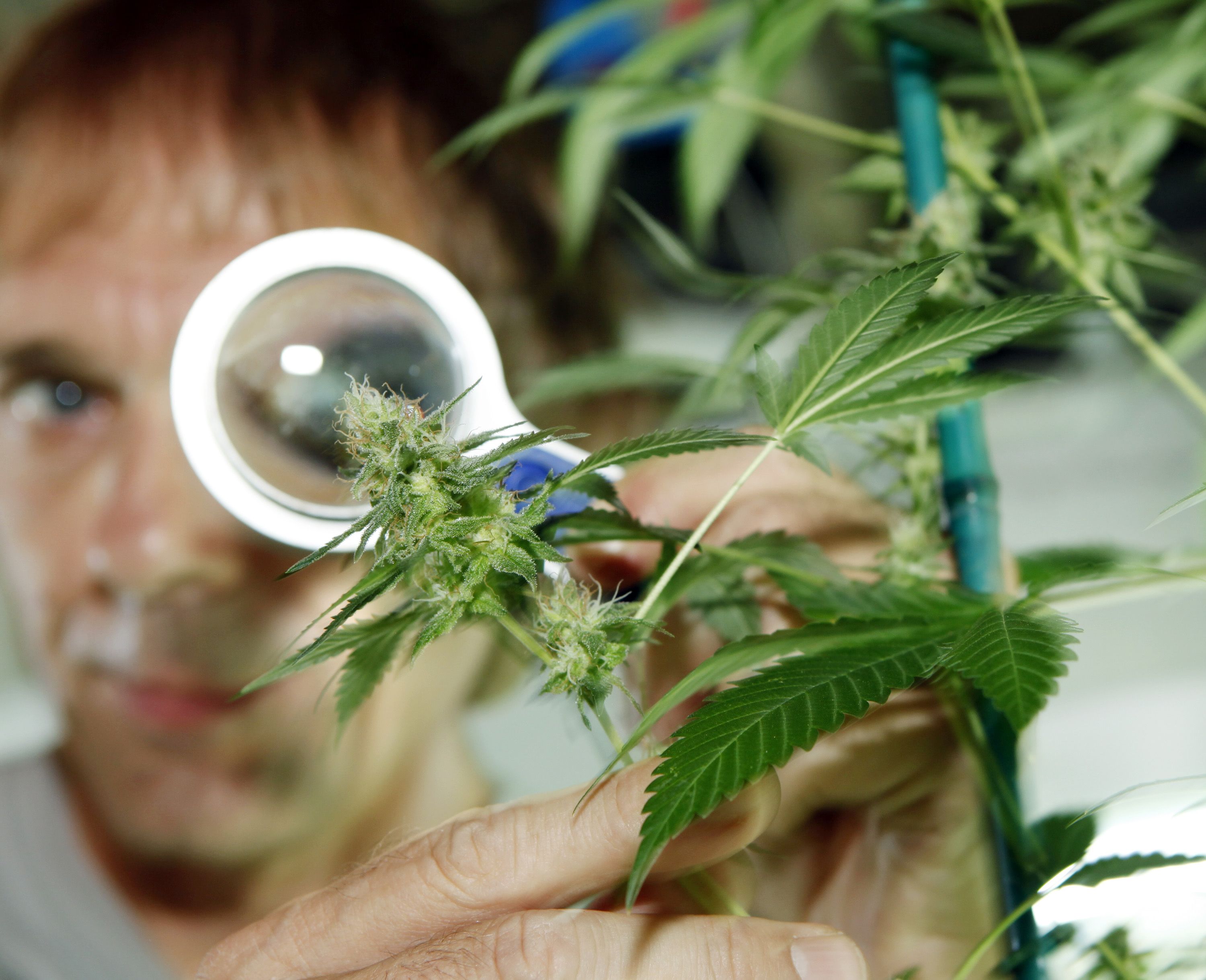 legalization of medical marijuana essay